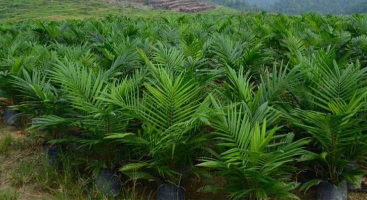 Tahapan Penanaman Kelapa Sawit Yang Benar Untuk Hasil Produksi Yang Tinggi