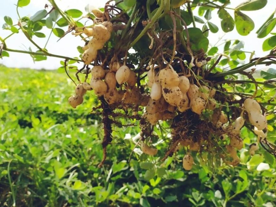 Budidaya kacang tanah