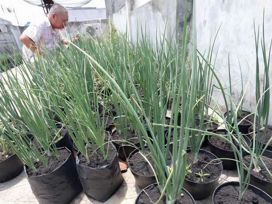 Cara Menanam Bawang Merah Di Polybag