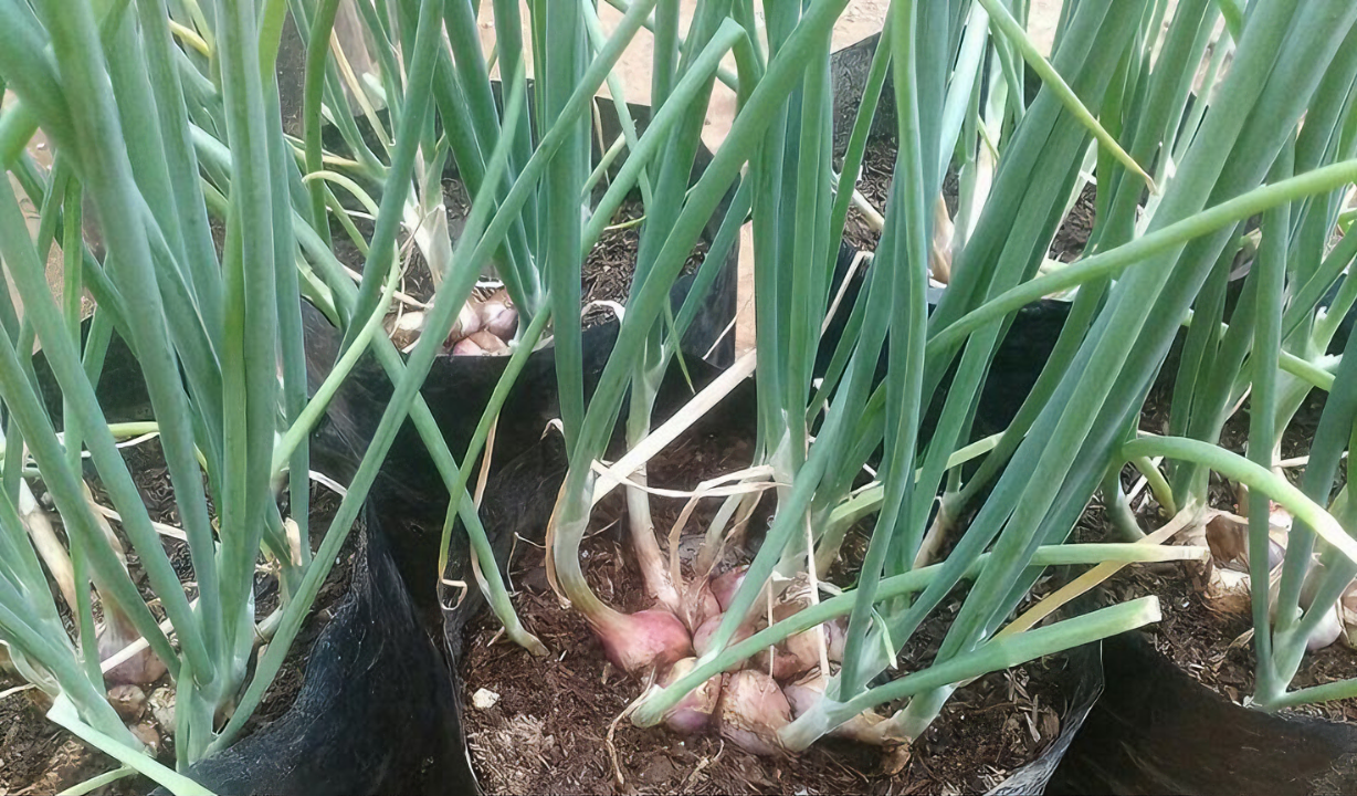 Cara Menanam Bawang Merah Di Polybag