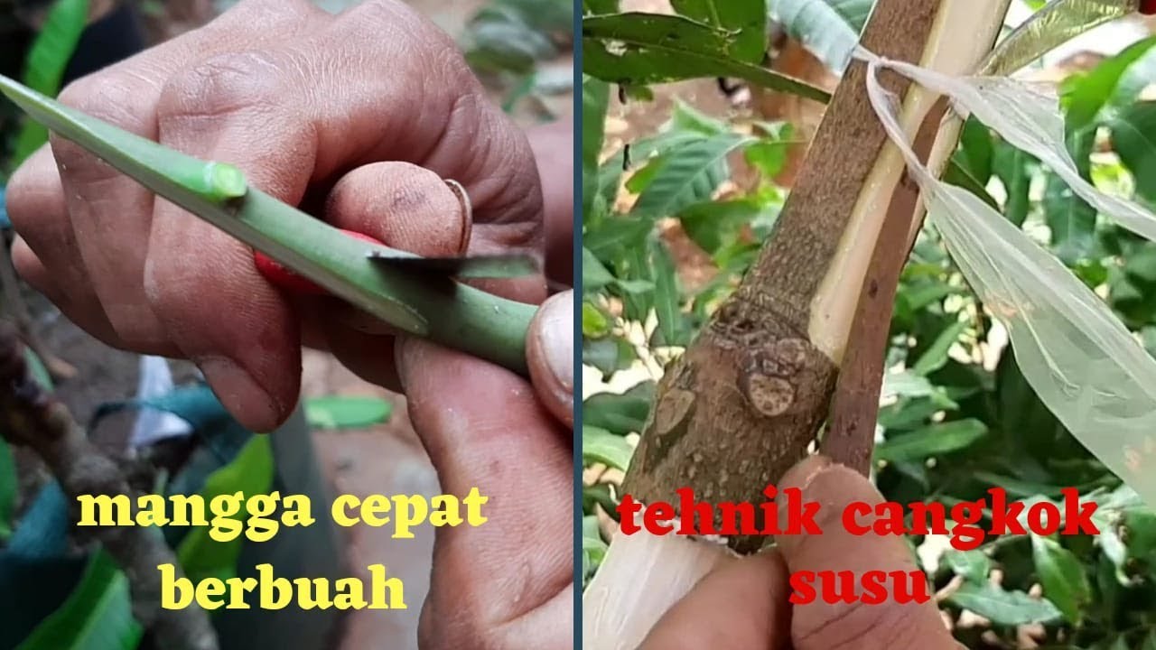 Cara Mencangkok Mangga